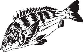トライバル風黒鯛（チヌ）のイラスト